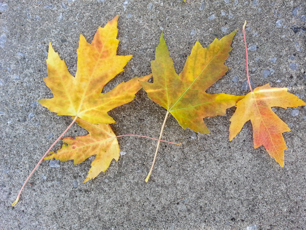 Montreal, Quebec, Canada